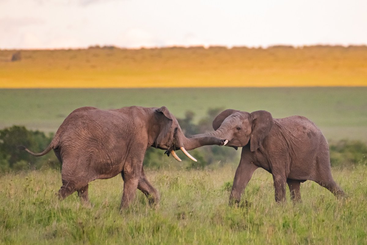 Exchange of Trunks | Masai Mara | Kenya
#endangeredwildlife #capturedinafrica #afrianelephant #elephantsofafrica #bbcearthmagazine #kenya #africansavannah #bownaankamal #elephantfamily
