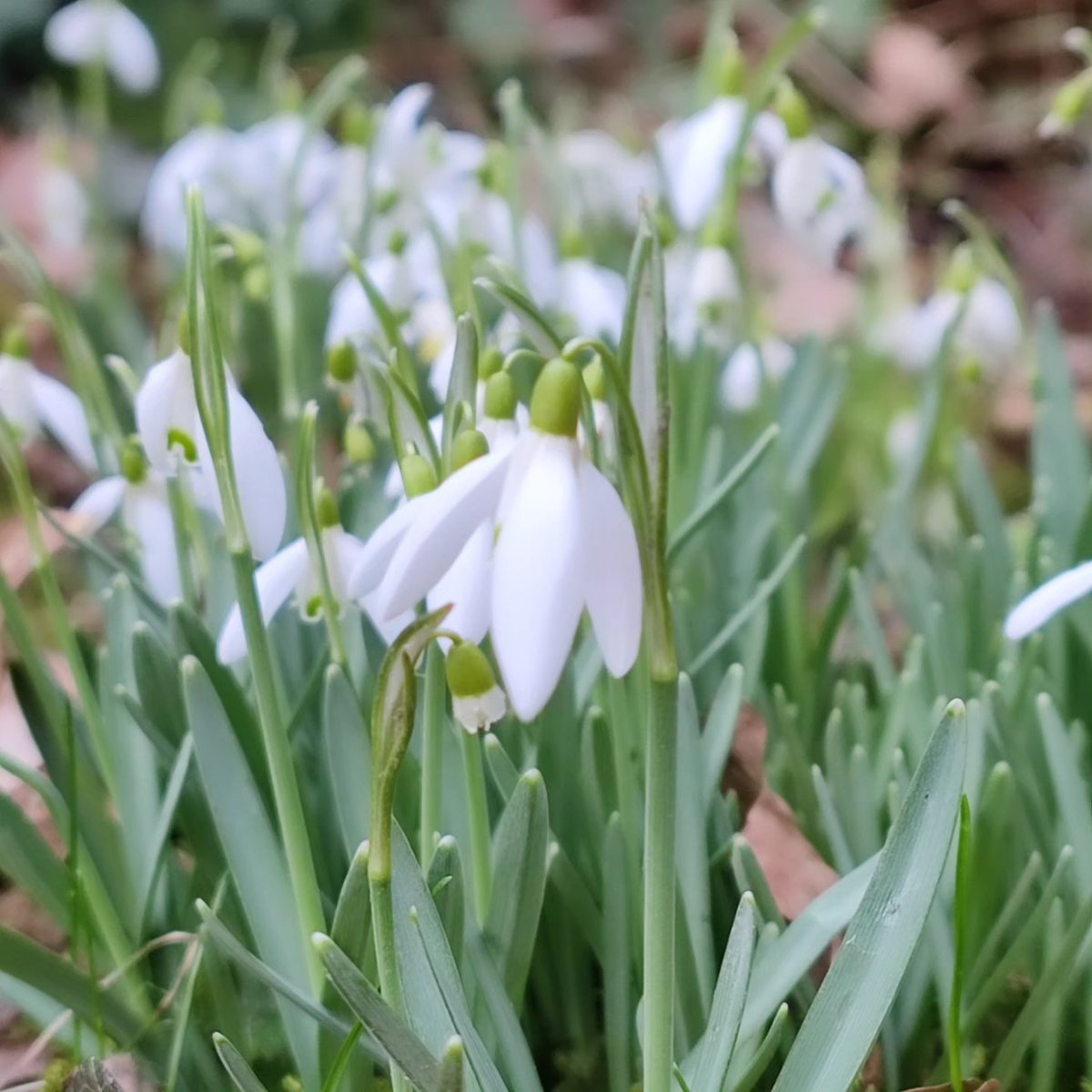 Katrin_und_Meer's tweet photo. Frühling im Garten ☀️🥰 #spring #crocuses #sunshine https://t.co/dq2UvgmYA5