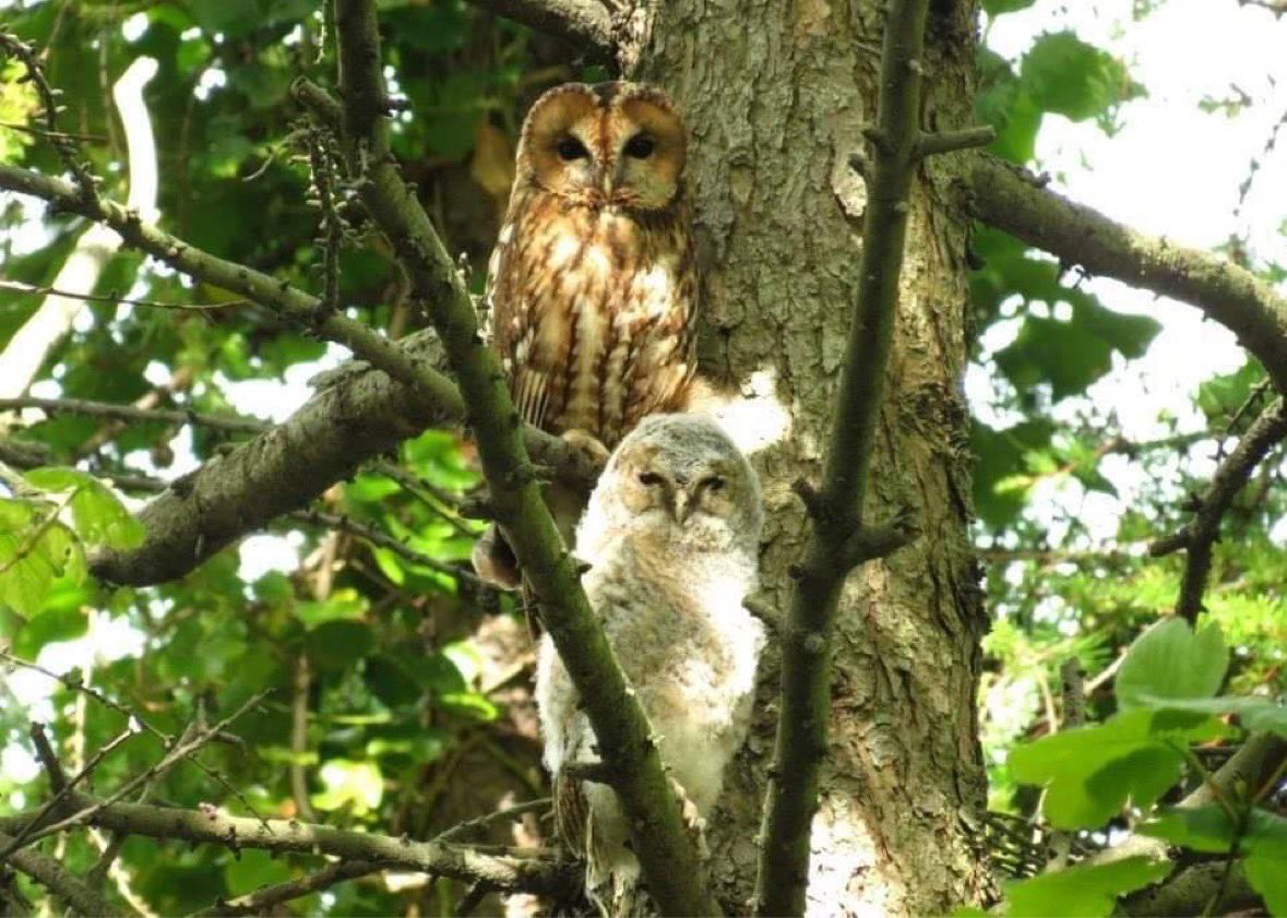 If we don’t win these will be replaced. By tarmac and Cement and chalets  📸by Hilary Paterson-Jones   #achubPenrhos #SavePenrhos