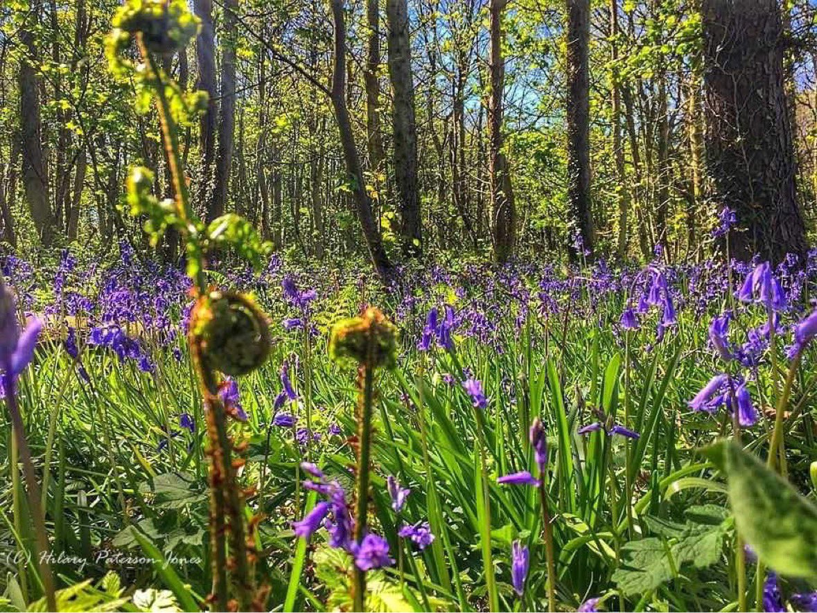 PenrhosSave's tweet image. If we don’t win these will be replaced. By tarmac and Cement and chalets  📸by Hilary Paterson-Jones   #achubPenrhos #SavePenrhos