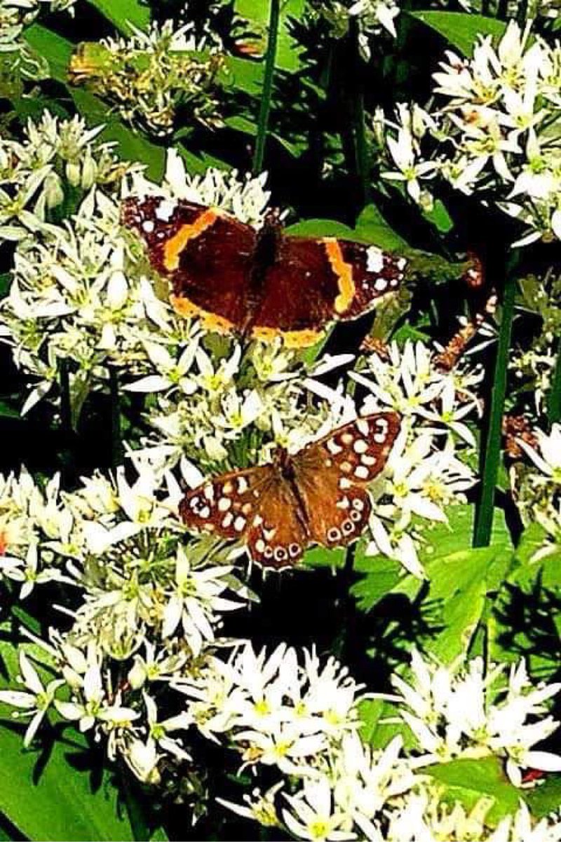 PenrhosSave's tweet image. If we don’t win these will be replaced. By tarmac and Cement and chalets  📸by Hilary Paterson-Jones   #achubPenrhos #SavePenrhos