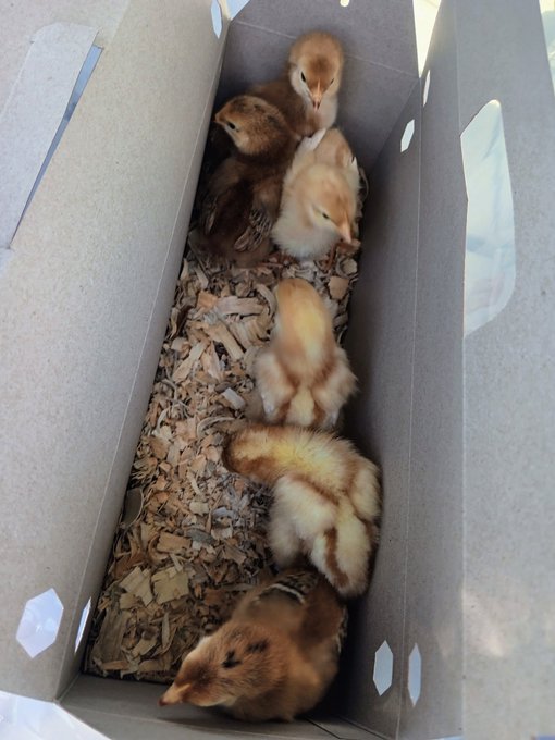 A box of quackers 🐥💕 I'm very excited about this new phase of life at the Farmhaus! https://t.co/TCC<a href="/tag/cats"class="tags"><span>#cats</span></a><a href="/tag/catsoftwitter"class="tags"><span>#catsoftwitter</span></a><a href="/tag/catsareawesome"class="tags"><span>#catsareawesome</span></a><a href="/tag/helpful"class="tags"><span>#helpful</span></a>