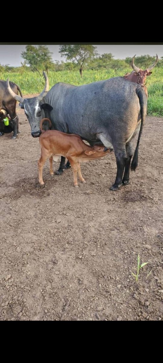 Bcp de nostalgie à L'authenticité...