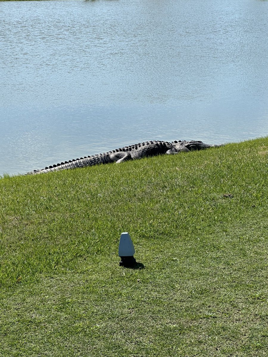tekress's tweet photo. Florida golf, includes visitors on your tee box. https://t.co/vdJ759Y0Yp