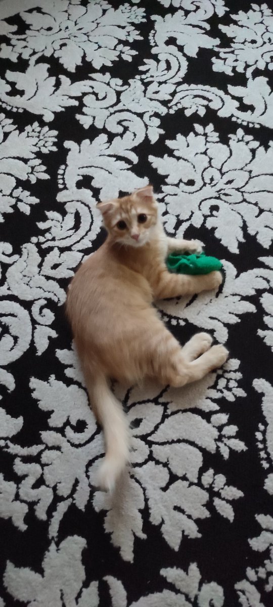 ALLA (🎮,🟢) tweet media