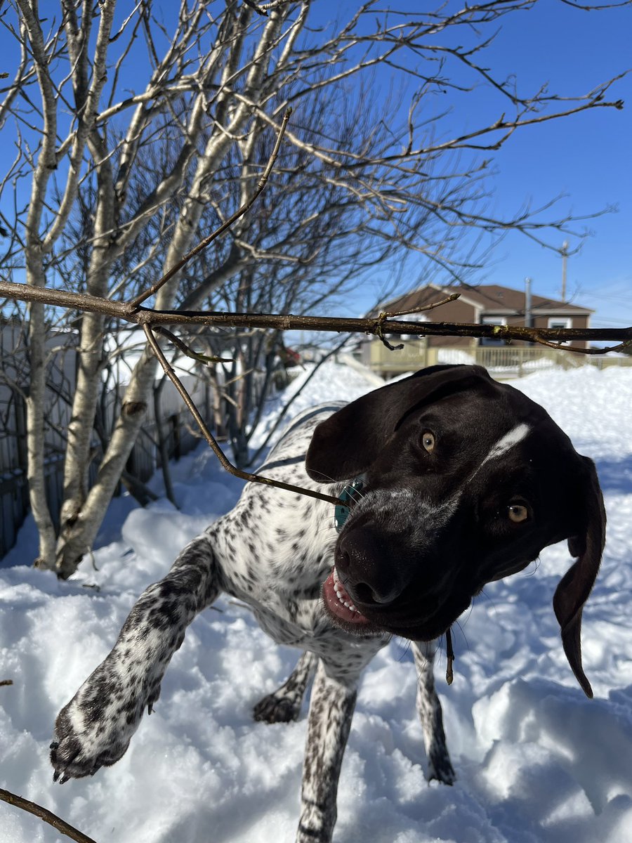 LeslieEarle's tweet image. Fine day to break in your new teeth! #Puppy #TreeTrimmer 🐶🌲☀️