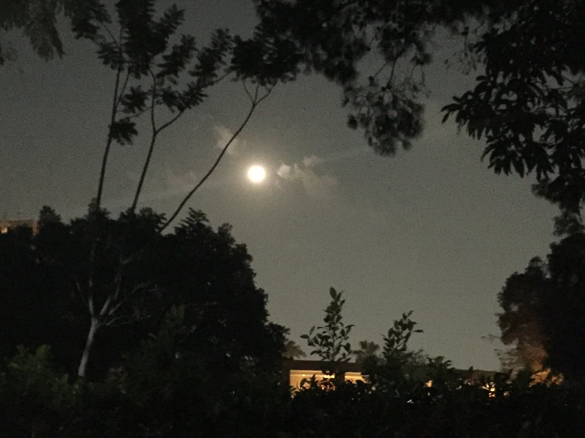 sueeeees's tweet photo. full moon 

#zamalek #marriott #tb #trees #LightandShade #light https://t.co/yU1PpNAG8t