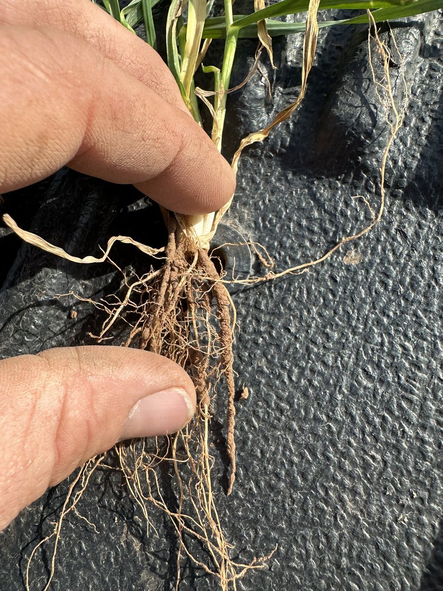 Bodie Kitchel tweet media