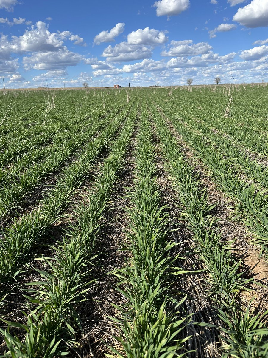 Bodie Kitchel tweet media