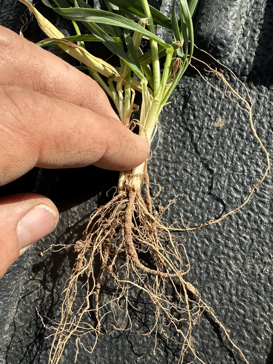 Bodie Kitchel tweet media