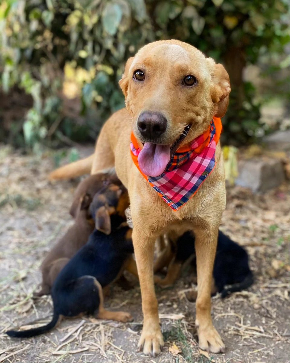 eltuitdemarsh's tweet photo. Miel fue abandonada, quedó preñada y sobrevivió como pudo hasta parir a sus bebés completamente solita. Merece una familia que la ame por siempre. Se entrega esterilizada. Se encuentra en Buin. Si deseas adoptarla a ella o a sus bebés, envía un mensaje al +56942515285. Favor RT! https://t.co/kzZWnSBCWa
