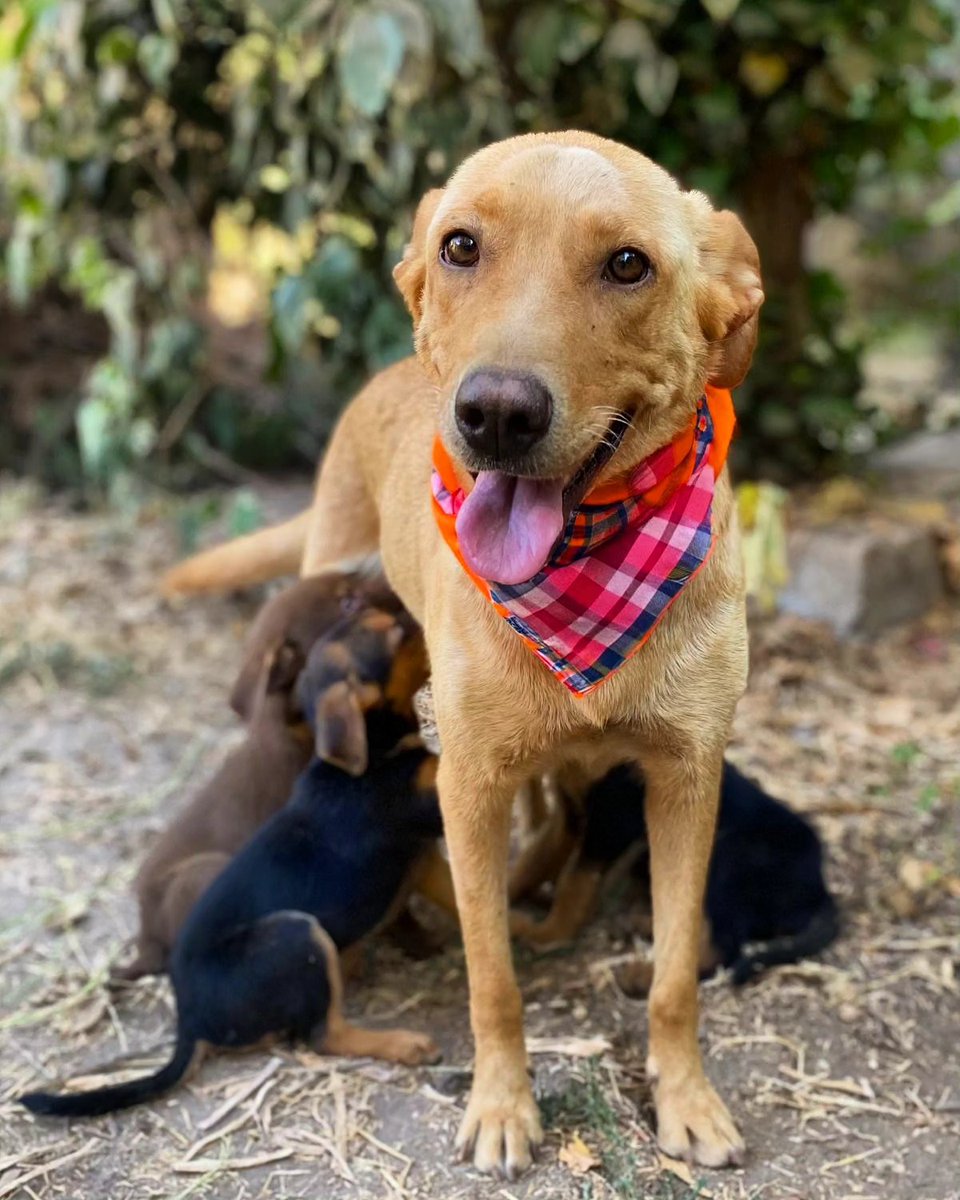 Miel fue abandonada, quedó preñada y sobrevivió como pudo hasta parir a sus bebés completamente solita. Merece una familia que la ame por siempre. Se entrega esterilizada. Se encuentra en Buin. Si deseas adoptarla a ella o a sus bebés, envía un mensaje al +56942515285. Favor RT!