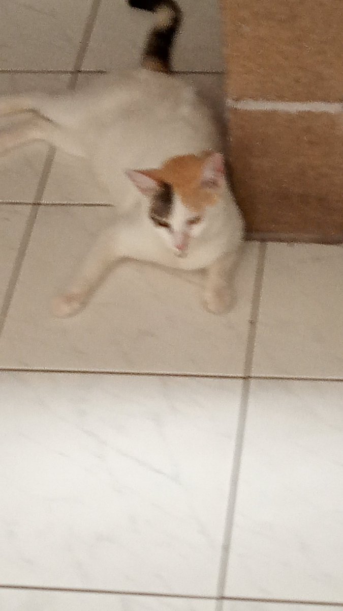 keritza22's tweet photo. @Tom7Aurelien @barkingdragon Tiene una melliza🐱 https://t.co/zR8SokCDSa