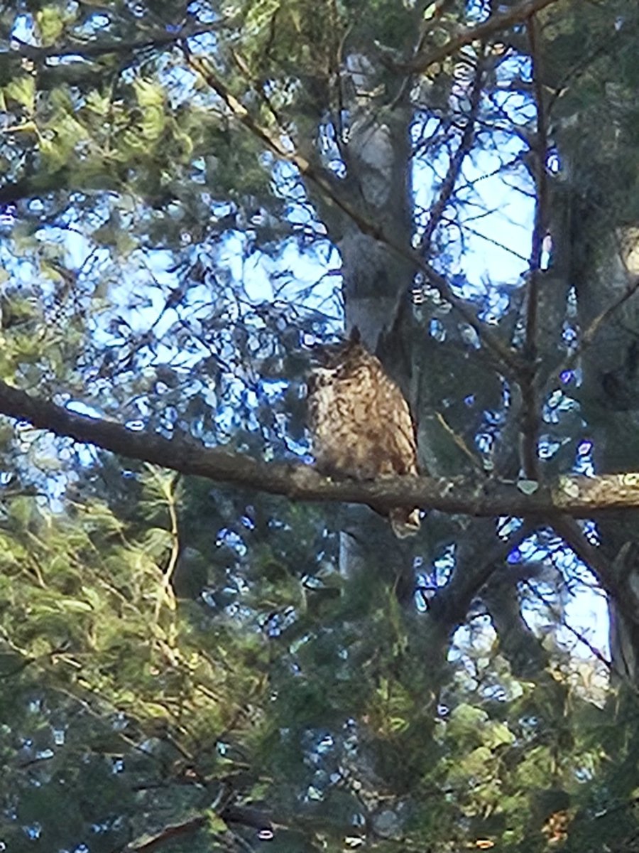 Hello down there 🦉