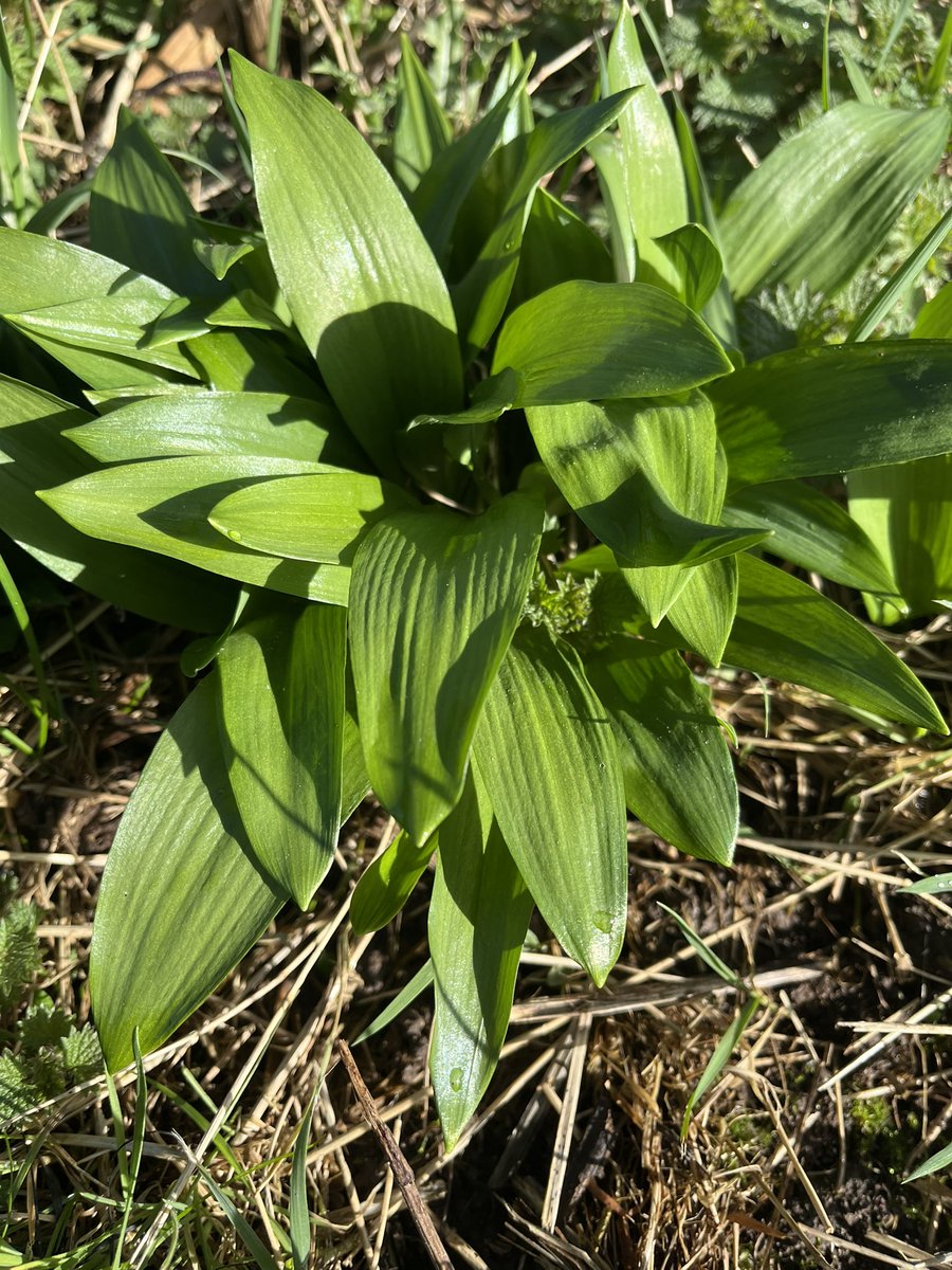 frostybutcher's tweet photo. Yes sausage fans… we’ve our own supply of Cheshire wild garlic on the farm… So next week we will have our Gold Award Winning Pork &amp; Wild Garlic Sausages available. 
Drop us an email about our home deliveries 
Homedelivery@whfrost.com  #sausages 🥰 https://t.co/YAe2dwaFSE