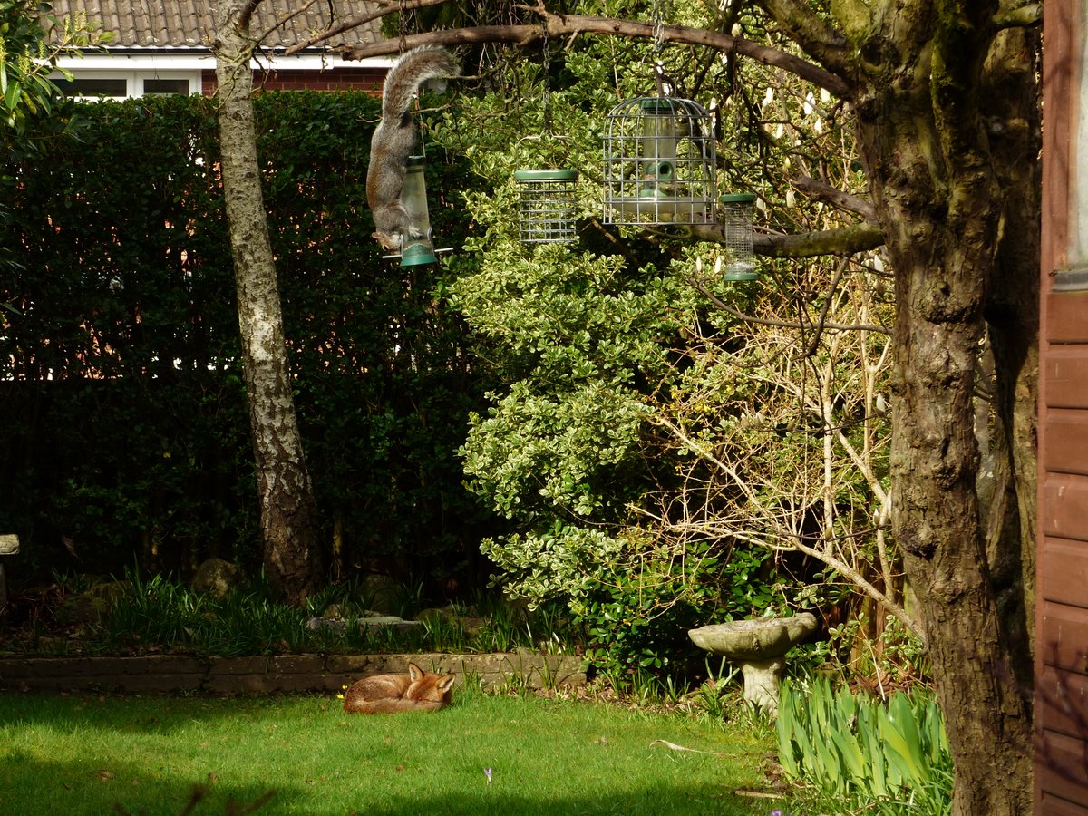 Garden wildlife. A sleepy Fox this afternoon, with the first Lesser Celandine flowers of the year. Also with a Grey Squirrel on one of the feeders! #londonwildlife #FoxOfTheDay