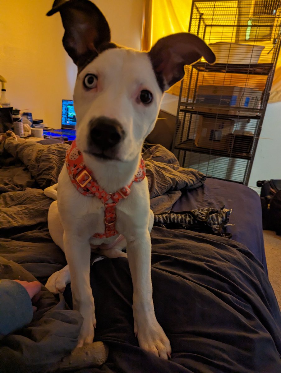 I'm finally ready to tell social media.

We purchased a puppy Wednesday night to spare her being dumped at our overly full shelters the next day. We haven't decided on a name yet.

Keep an eye on my other social media accounts for puppy spam. I dislike posting pics here due to AI