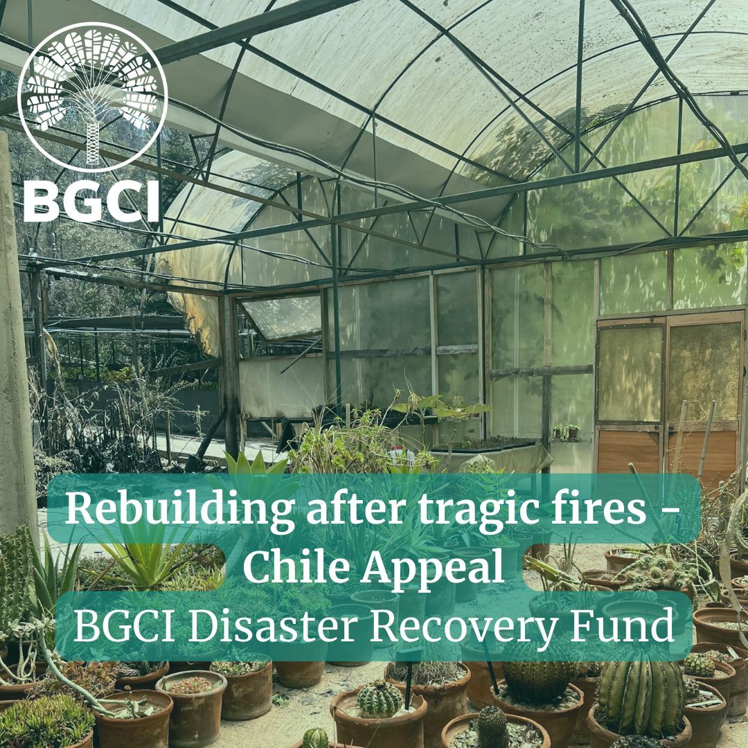 The Jardín Botánico Nacional de Viña del Mar in Chile was destroyed, & 4 people associated with the garden sadly lost their lives, in wildfires. BGCI is has opened the Disaster Recovery Fund to facilitate donations. Learn more & donate: buff.ly/4bypH3K #DisasterSupport