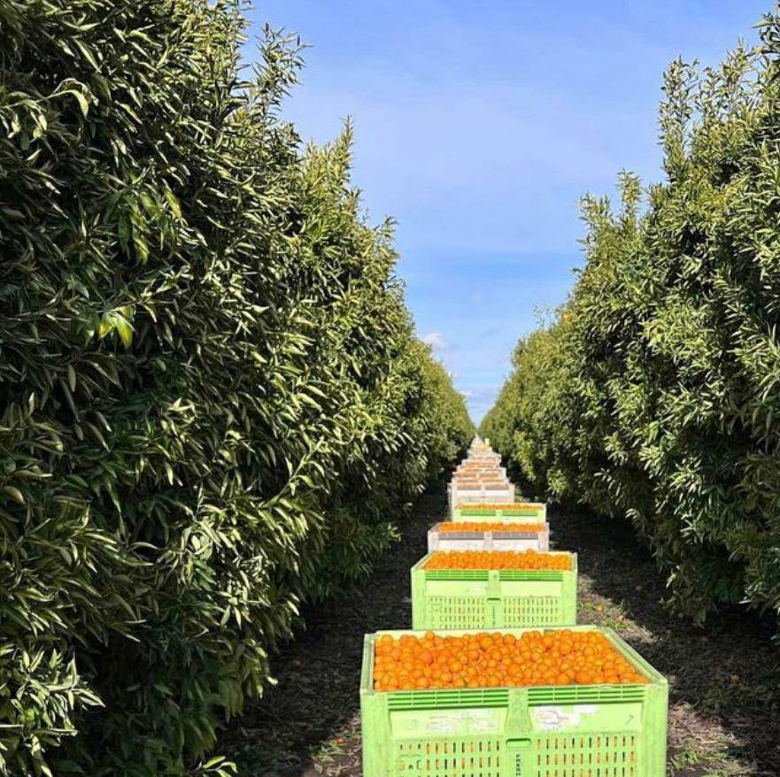Jose sent this picture of the citrus harvest in Maricopa CA. Farm workers earn $25 a bin for this particular variety of orange. #WeFeedYou