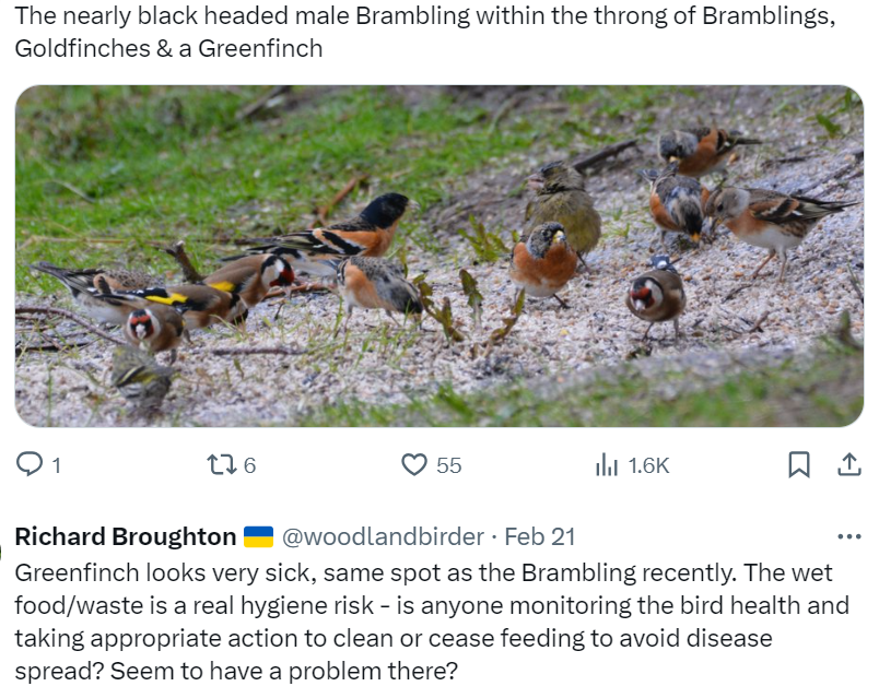 woodlandbirder tweet picture