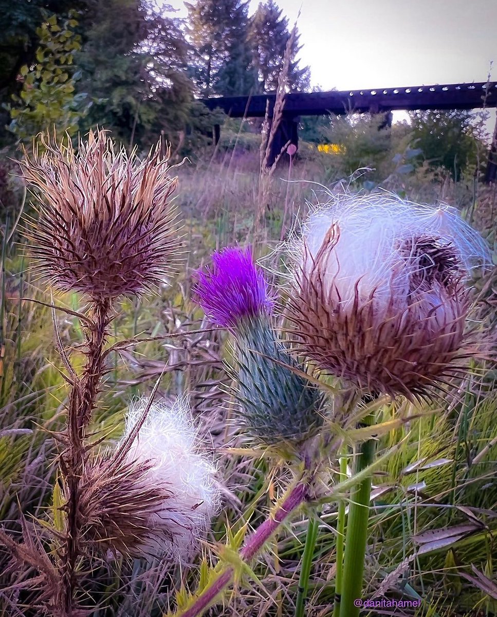 danitahamel's tweet photo. QP a photo of natural beauty.

Here’s mine: Thistles growing wild in an orchard.💜

#NaturalBeauty https://t.co/z3LfoztYqM