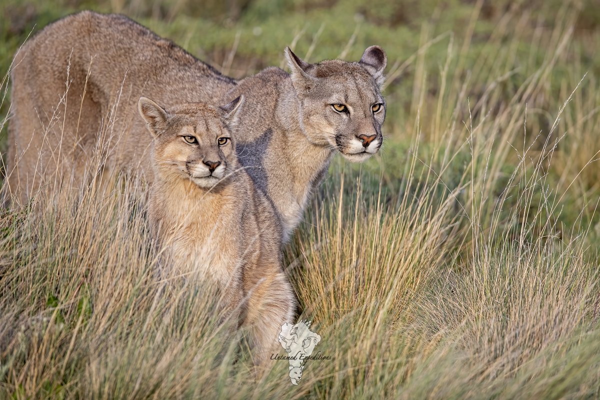 UntamedExp's tweet photo. Sharing some beautiful moments from past trips of mothers and cubs. Now those cubs are grown up and the new generation has arrived!

#pumasofpatagonia #photographyexpeditions #wildlifephotography

©️ Naun Amable Silva https://t.co/ZpGcWdtmt3