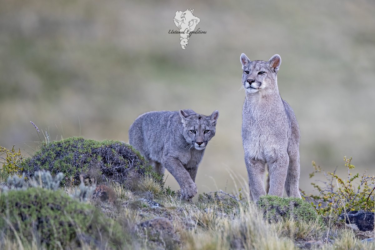 UntamedExp's tweet photo. Sharing some beautiful moments from past trips of mothers and cubs. Now those cubs are grown up and the new generation has arrived!

#pumasofpatagonia #photographyexpeditions #wildlifephotography

©️ Naun Amable Silva https://t.co/ZpGcWdtmt3
