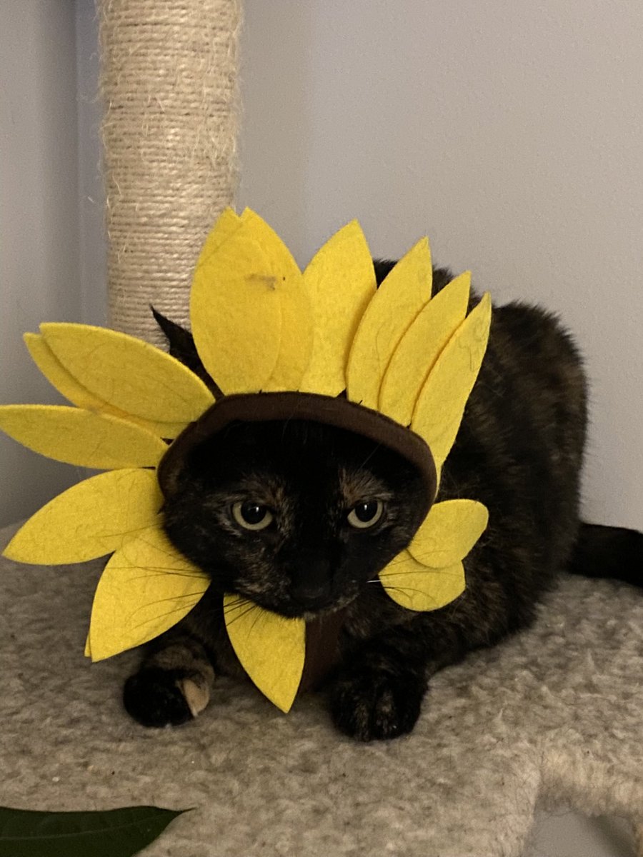 Little cat tweet media