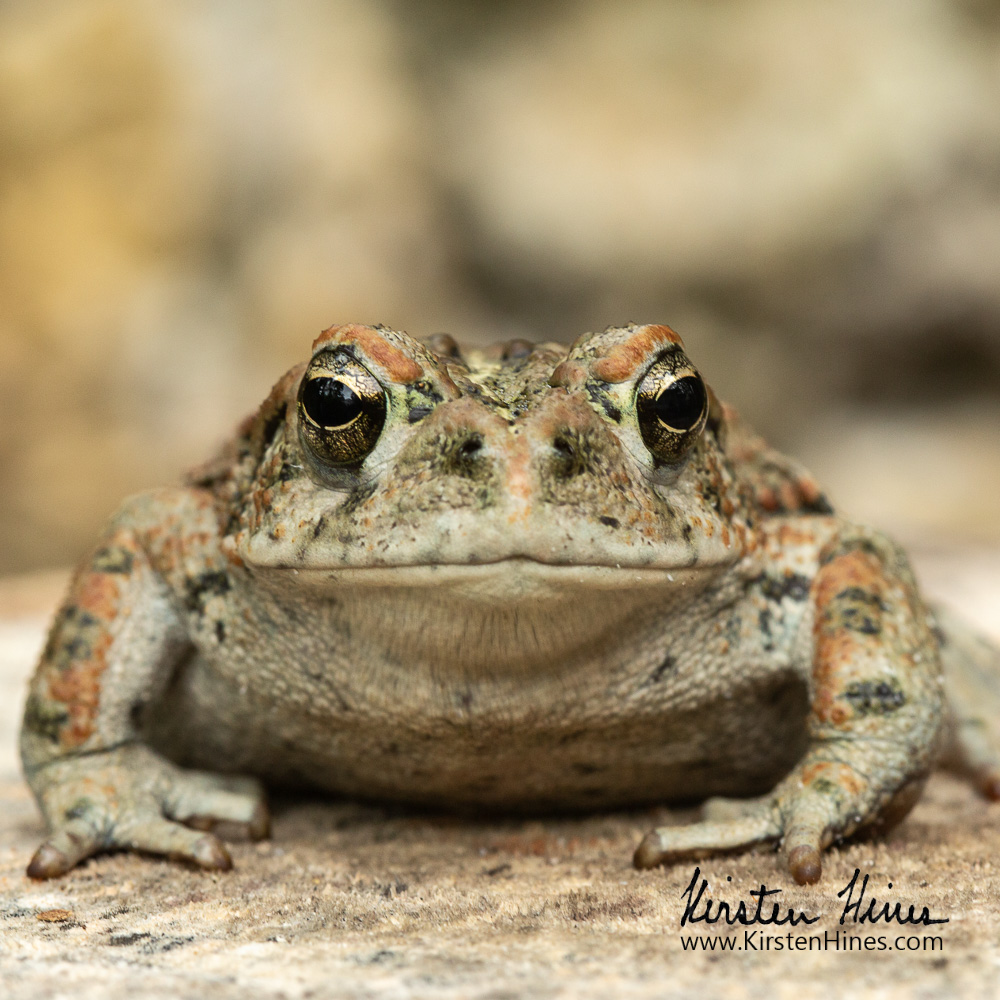 It's not just large mammals that benefit from connected ecosystems, small animals like this southern toad and humans benefit too! Join me at the Wild Space Gallery in #stpetersburg tonight to learn more:
eventbrite.com/e/author-talk-…