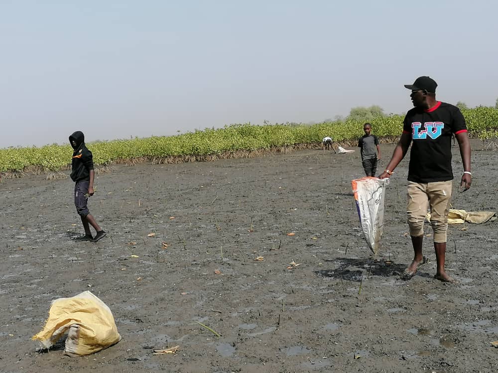🌿 Celebrating a successful #mangrove planting session in Foni, Sintet! Together with <a href="/SankandiYouth/">Sankandi Youth Development Association</a>, we contributed to the #preservation of #coastalecosystems. Thanks to all who participated! Let's continue to protect and restore our #environment! 
#Biodiversity #ClimateAction