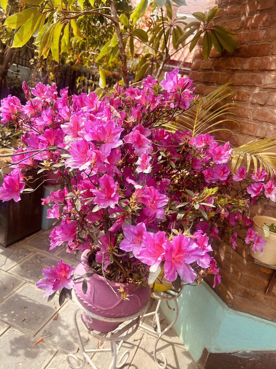 spm0809's tweet photo. फुलको आखांमा फुलै संसार। https://t.co/1Q3UxmfLVJ