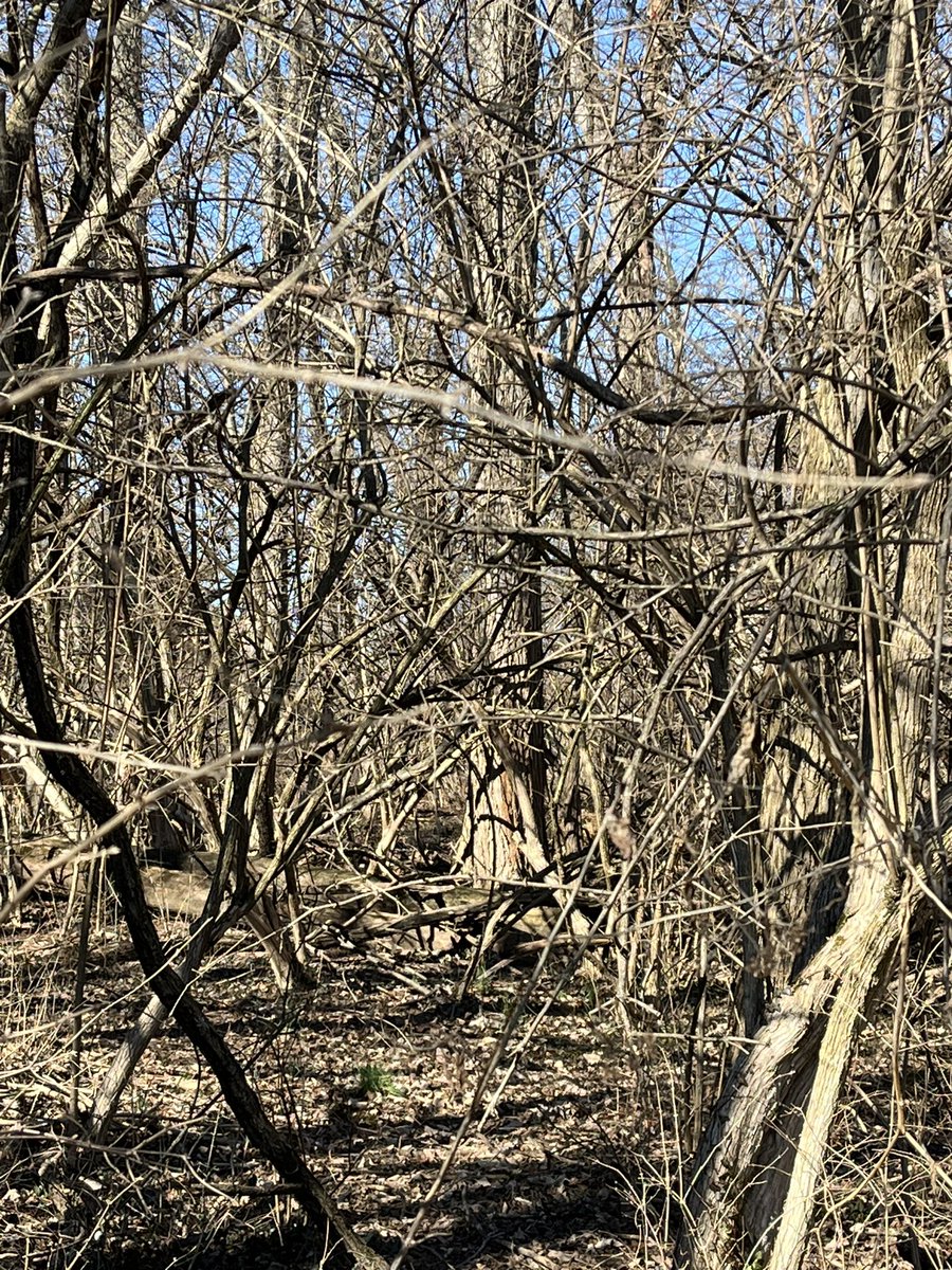 Touching the woodland’s carpet.

#myphotography #myphotographybeginshere #myphotos #myphotographs #woods #woodland #nature #naturephotography #newenglandlife #newenglandliving