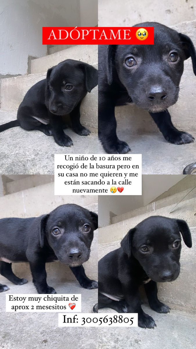 wendinosaurio's tweet photo. Holi, agradezco si me ayudan con un RT. https://t.co/XTyBBlQDvO