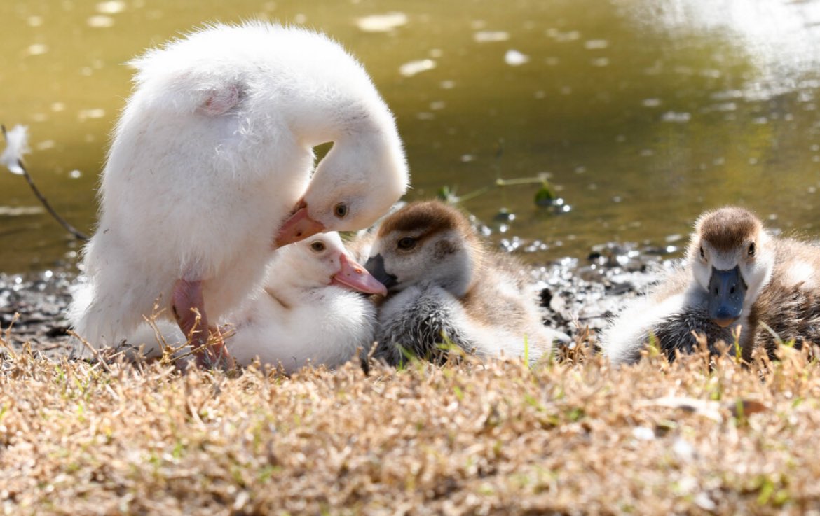ZooWildlife's tweet photo. *Caption this*
We have some baby Egyptian Geese in the Kangaroo walkabout π€
#springbabies #sofluffy #cutenessoverload https://t.co/rstMzItLIW