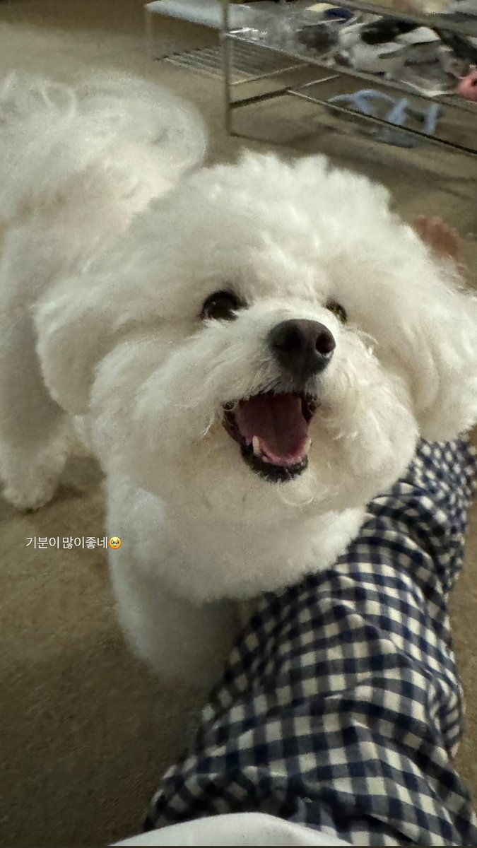 Chaeyonne's tweet photo. Look at this happy little puppt. He’s smiling so wide. https://t.co/CUHYaFtOY1