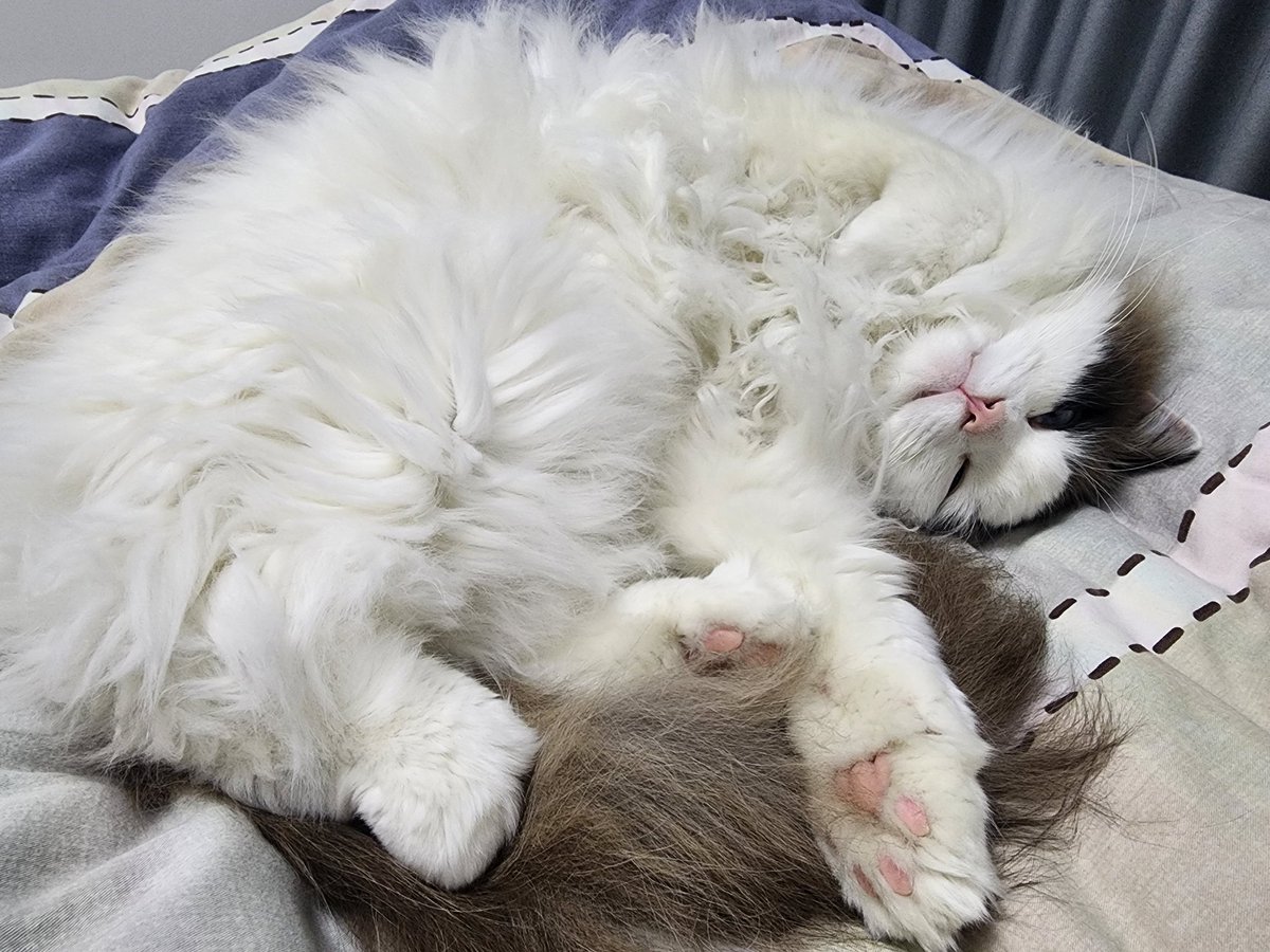 cww566's tweet photo. 蒜瓣毛小猫 https://t.co/egJM8Q2Bpz