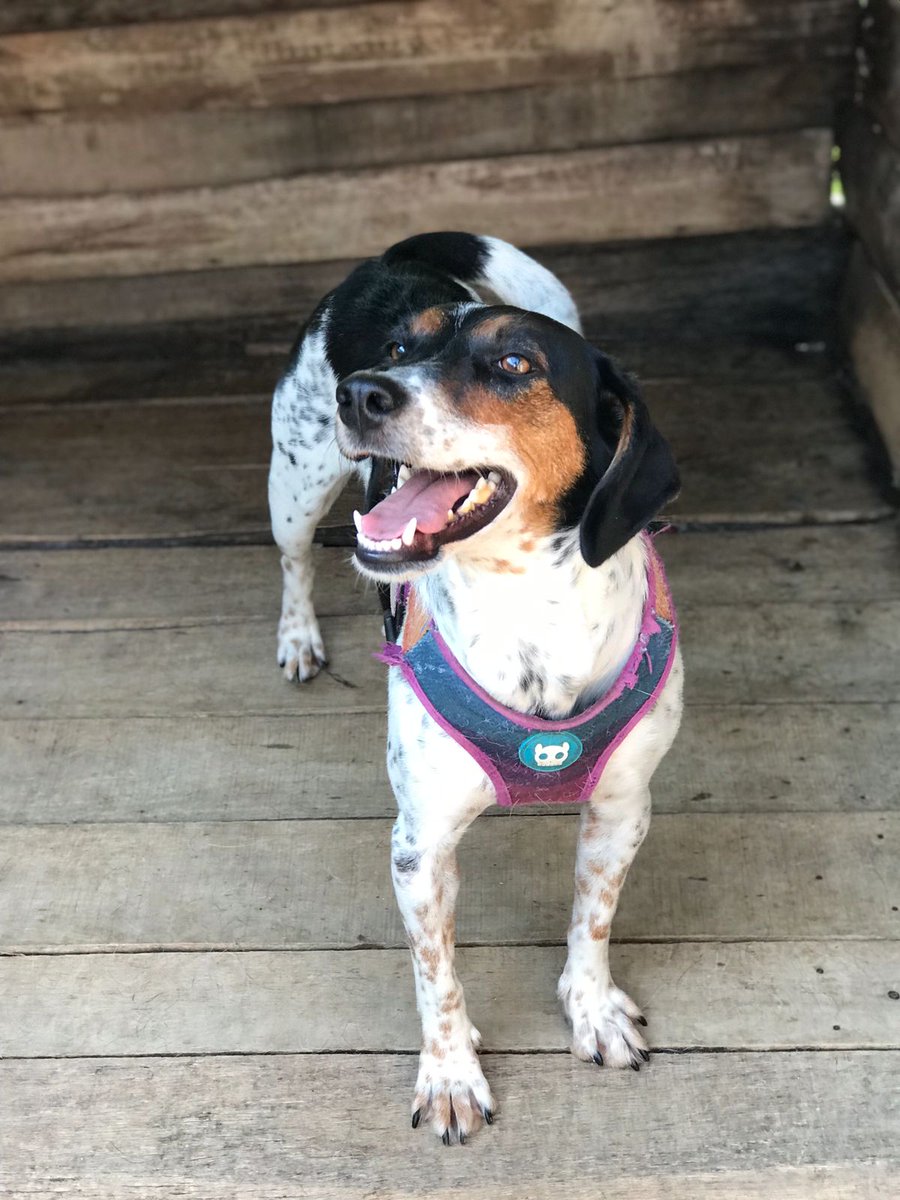 Congonhal/MG Essa lindeza é a Alanis! Super dócil com pessoas e cães 2 anos de vida Castrada Vacinada Saudável 14 kilos - porte médio não cresce mais Interessados entrar em contato através do WhatsApp: 35 99889 4434