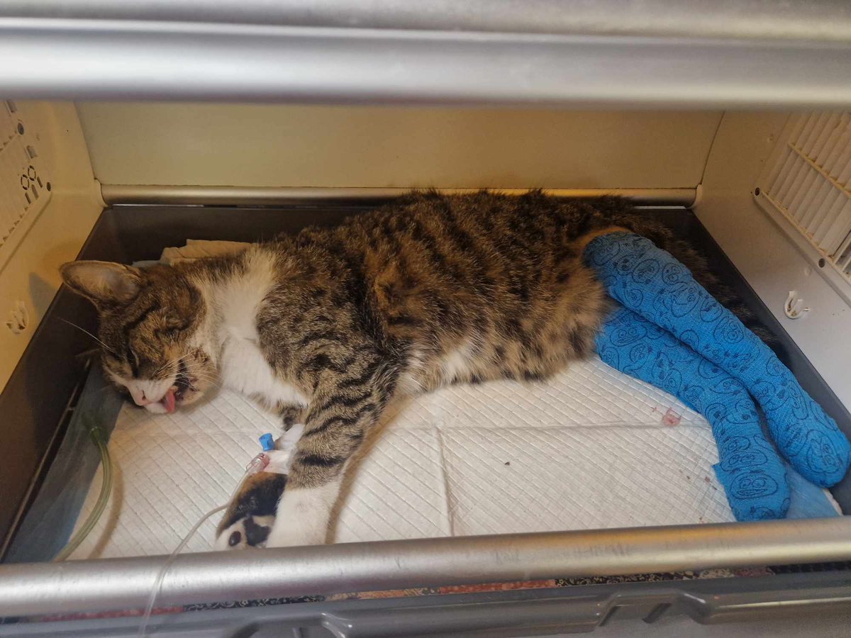 Walczymy o życie i sprawność Gustawa.

ratujemyzwierzaki.pl/gustaw-felineus

Proszę pomóżcie 🙏