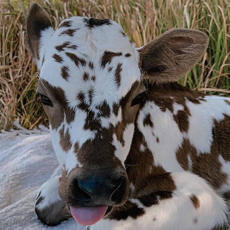 CowoftheDay1's tweet photo. 📅 25th February 2024
🏷️ Instagram/rissaslittlemoos
💕 #animaloftheday https://t.co/P6pDe4eUUp