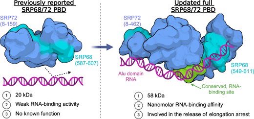 Cryo-EM structure of SRP68/72 reveals an extended dimerization domain with RNA-binding activity doi.org/10.1093/nar/gk…