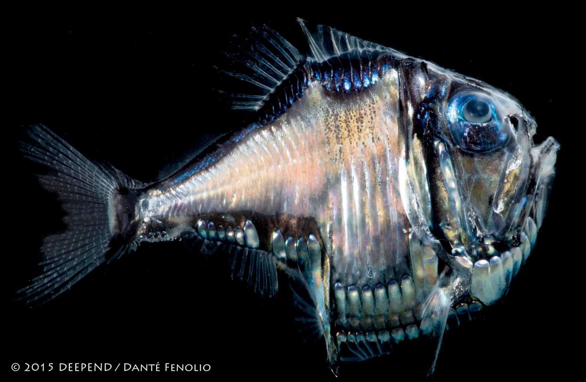 DanteFenolio's tweet photo. The Lovely Hatchetfish (Argyropelecus aculeatus) is known from all major, non-polar oceans of the world from between 100 meters depth down to over 2000 meters depth. https://t.co/5v3o0ZKacL