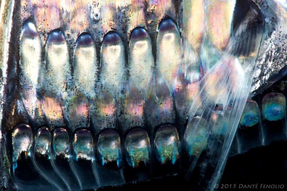 DanteFenolio's tweet photo. The Lovely Hatchetfish (Argyropelecus aculeatus) is known from all major, non-polar oceans of the world from between 100 meters depth down to over 2000 meters depth. https://t.co/5v3o0ZKacL