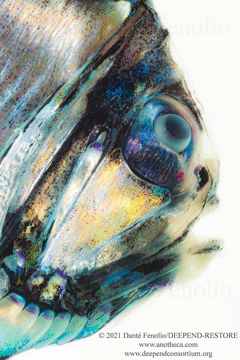 DanteFenolio's tweet photo. The Lovely Hatchetfish (Argyropelecus aculeatus) is known from all major, non-polar oceans of the world from between 100 meters depth down to over 2000 meters depth. https://t.co/5v3o0ZKacL