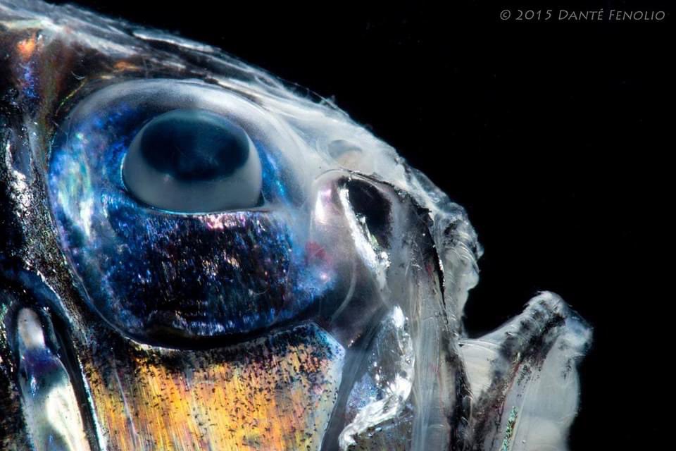 DanteFenolio's tweet photo. The Lovely Hatchetfish (Argyropelecus aculeatus) is known from all major, non-polar oceans of the world from between 100 meters depth down to over 2000 meters depth. https://t.co/5v3o0ZKacL