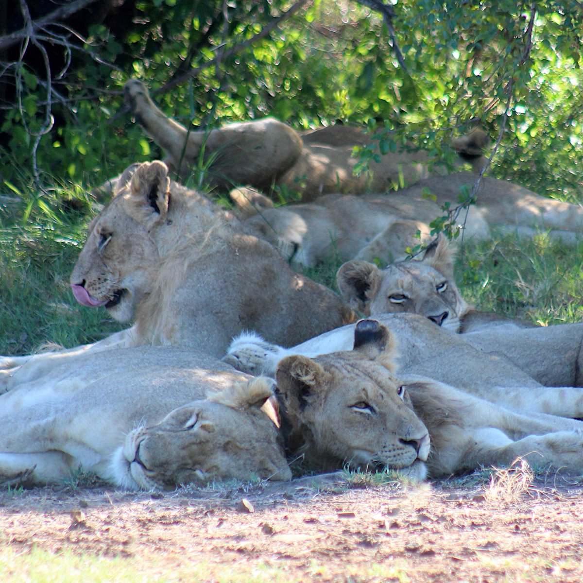 Lounging around after a great lunch... what you up to? #lionlounge #lions #big5 #bigfive #africa #krugernationalpark #saturdaychill #summerheat