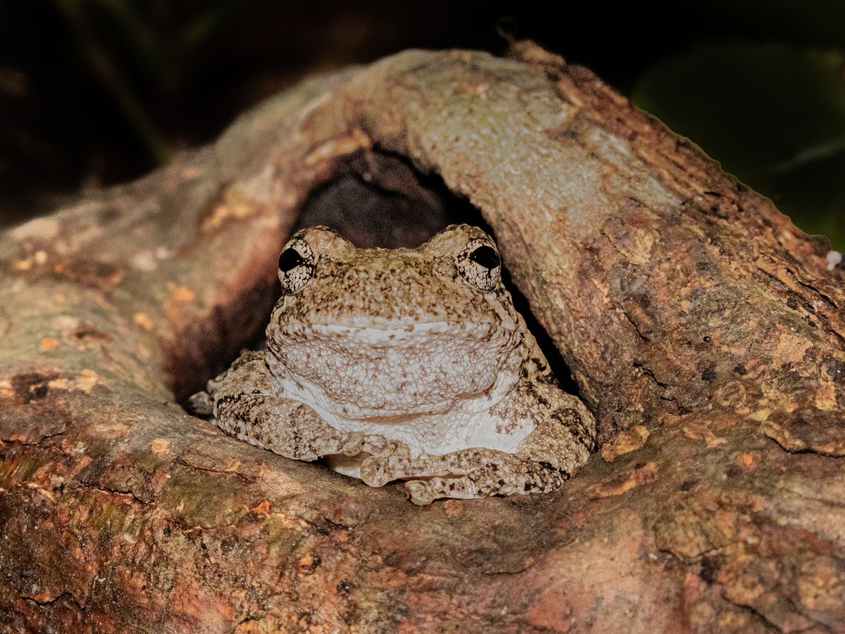 I just want to be this silly little frog in a silly little tree