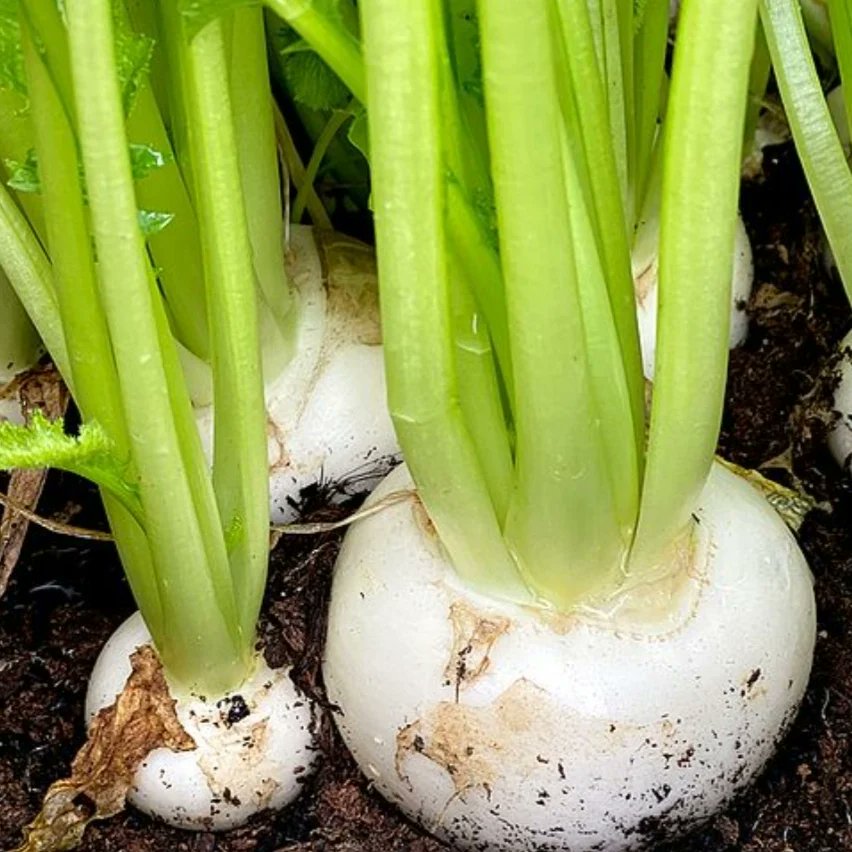 Have you seen the posts on Insta for the 
Guild of Food Writers word prompt for
#GFW29DeliciousDays2024 - today's word is Brassica... 🥳