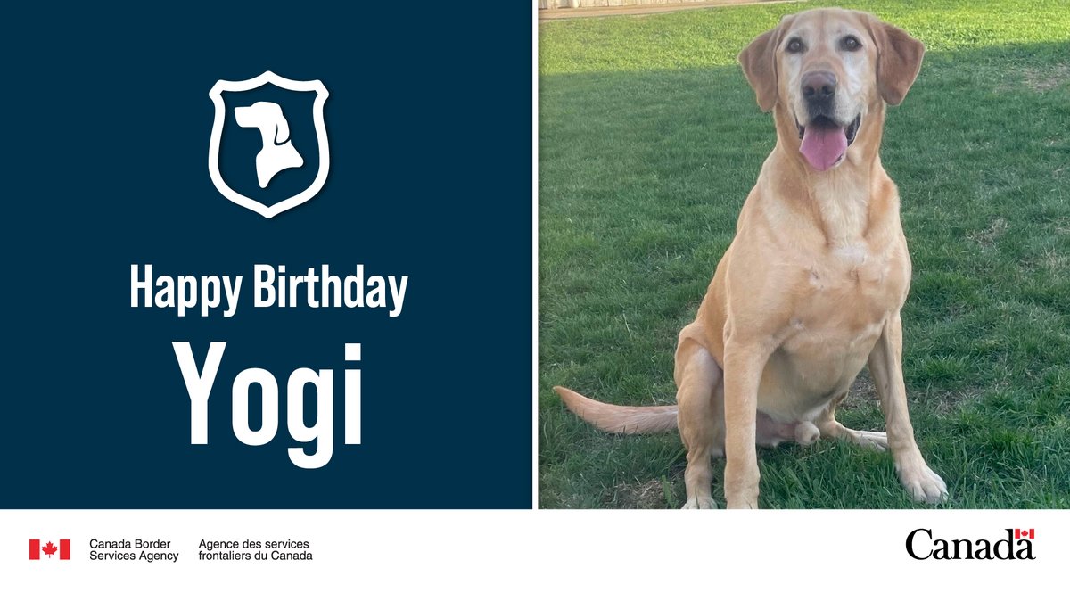 #DetectorDog Yogi is a Yellow Labrador Retriever who is skilled at finding illicit drugs and firearms in the #PrairieRegion. When Yogi isn’t focused on #KeepingCanadiansSafe, he’s chewing on his favourite stuffed llama. Happy Birthday, Yogi!