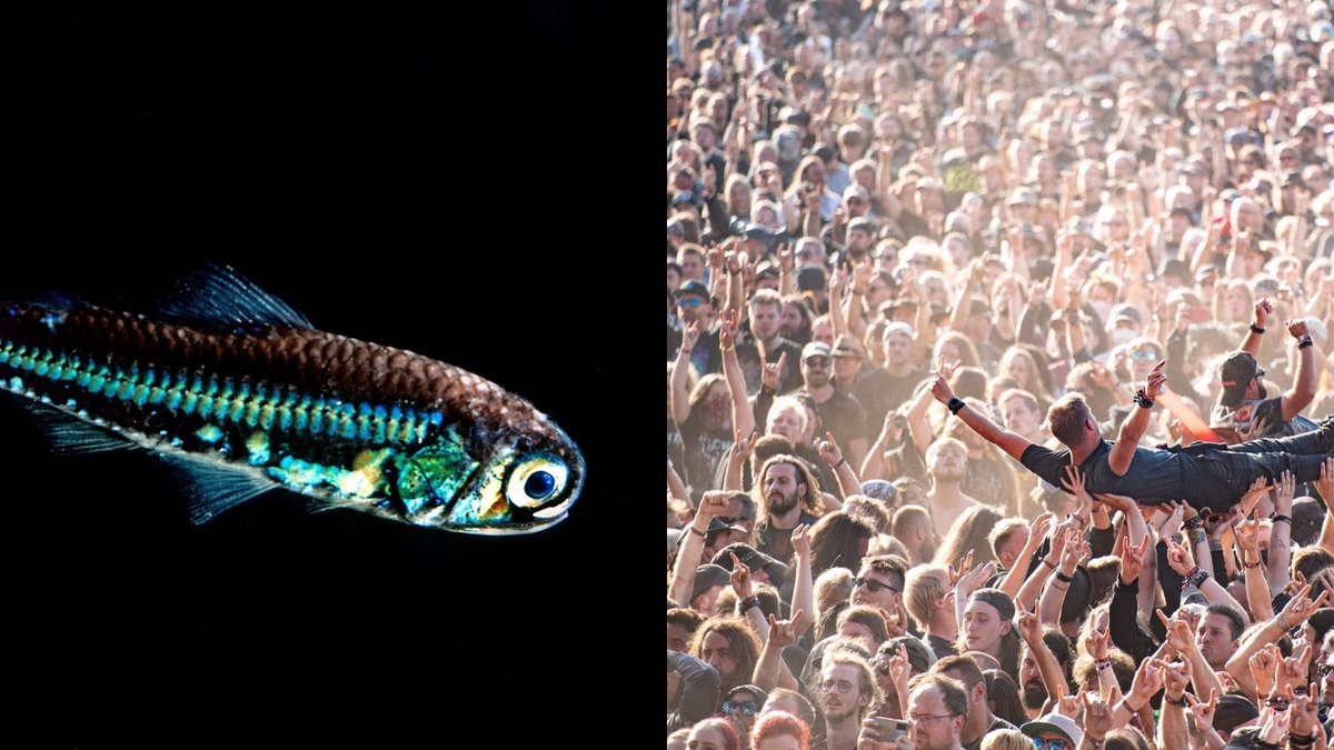 🚨 L👀K #347
🧠 Curated by: <a href="/cthdrl/">CTHDRL</a>
💰 0.00E up for grabs 

lookaga.in/347