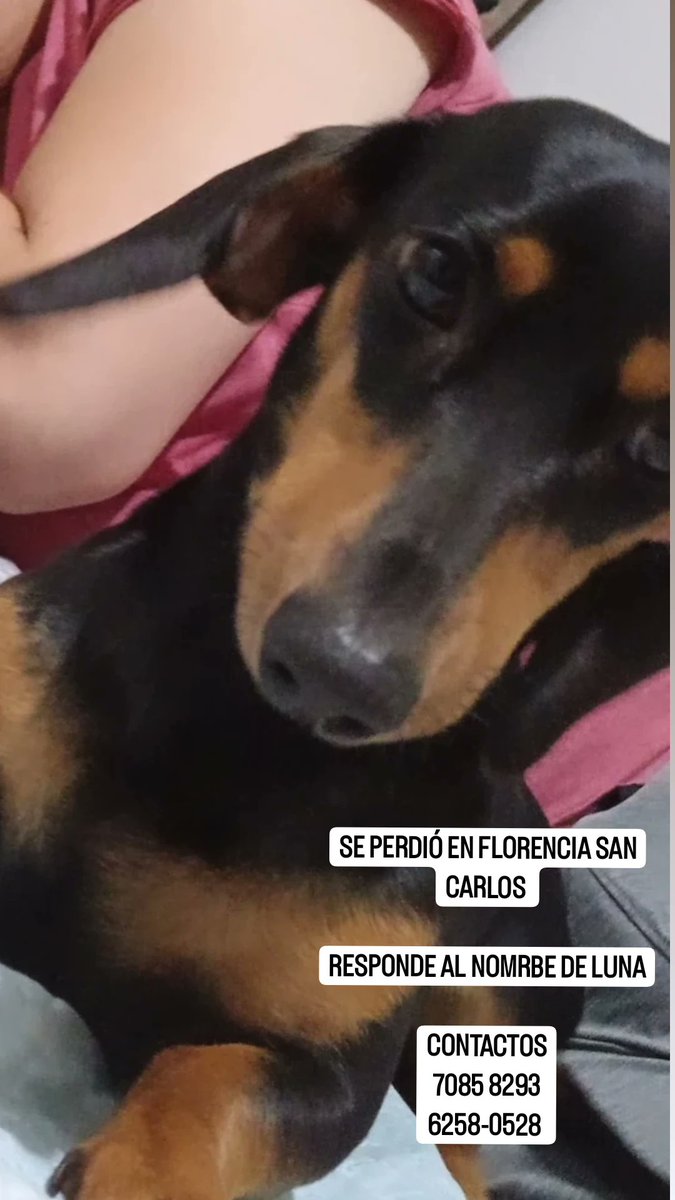 Hola, sí alguien tiene información agradezco mucho si puede contactarme al 7085 8293 o 6258-0528.
Se perdió en Florencia de San Carlos, responde al nombre de Luna y tiene aprox 8 meses.
Agradezco si pueden ayudarme a compartir.